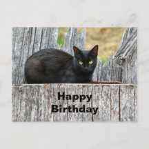 かわいい黒猫のログ写真お誕生日