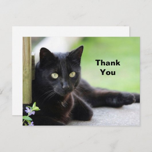 かわいい黒猫の写真ありがとうございます ポストカード (正面/裏面)