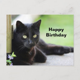 かわいい黒猫の写真 誕生日 ポストカード