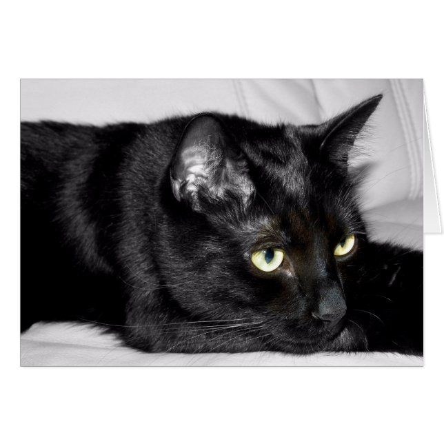 かわいい黒猫の肖像画 (正面横)