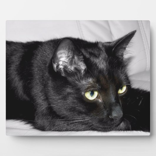 かわいい黒猫の肖像画 フォトプラーク (正面)