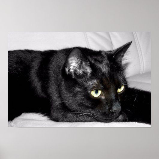 かわいい黒猫の肖像画 ポスター (正面)