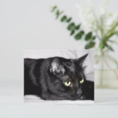 かわいい黒猫の肖像画 ポストカード (スタンド正面)