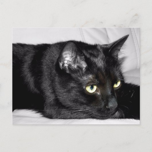 かわいい黒猫の肖像画 ポストカード (正面)