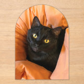 かわいい黒猫 アクリル招待状 (正面)