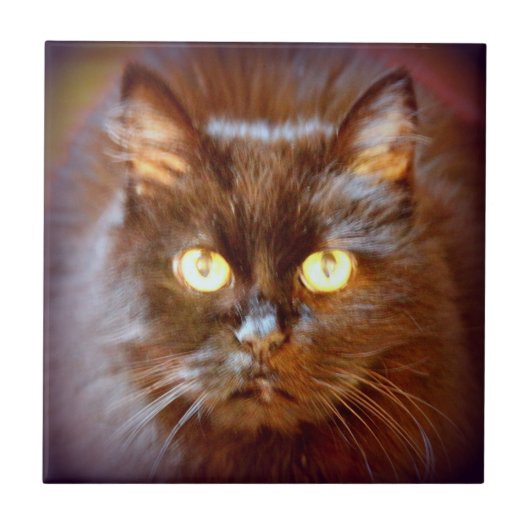 かわいい黒猫 タイル (正面)