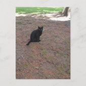 かわいい黒猫 ポストカード (正面)
