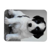 かわいい黒白の子犬 マグネット (横)