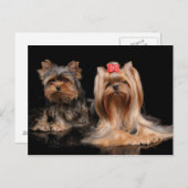 かわいい2匹 ポストカード (正面/裏面)