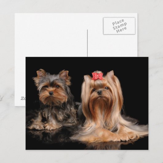 かわいい2匹 ポストカード (正面/裏面)