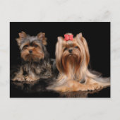 かわいい2匹 ポストカード (正面)