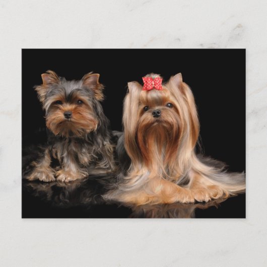 かわいい2匹 ポストカード (正面)