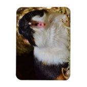 かわいい3色モルモットあくびをする マグネット (縦)