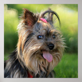 かわいい&おもしろい犬クローズアップポスター ポスター