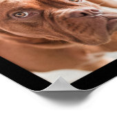 かわいい&おもしろい犬フォトコラージュのポスター2 ポスター (角)