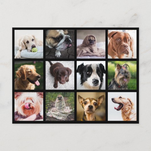 かわいい&おもしろい犬フォトコラージュはがき ポストカード (正面)