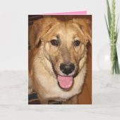 かわいい、かわいい、手に入る – 犬好きのバレンタイン シーズンカード (正面)