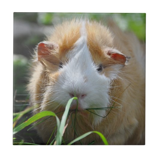 かわいい,アビシニアン,クリームと白,モルモット タイル (正面)