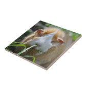 かわいい,アビシニアン,クリームと白,モルモット タイル (側面)