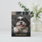 かわいい シー・ズー 病気回復 ポストカード (スタンド正面)