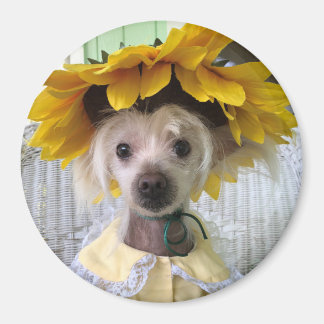 かわいい チャイニーズ・クレステッド・ドッグ パピー 犬 マグネット 