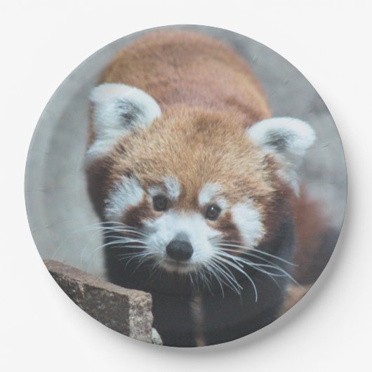 かわいい ペーパープレート (正面)