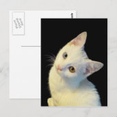 かわいい 白い トルコバン 子猫 ポストカード (正面/裏面)