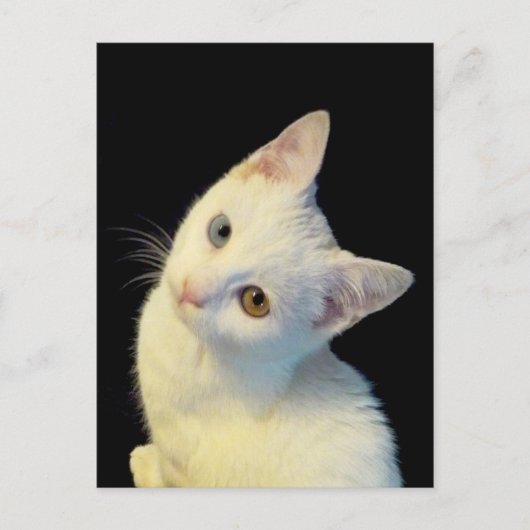 かわいい 白い トルコバン 子猫 ポストカード (正面)