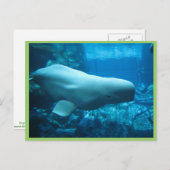 かわいい 遊び好きな ベルーガ イルカ ジョージア州の水族館で ポストカード (正面/裏面)