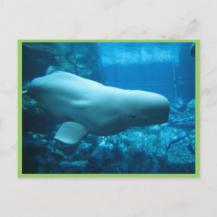 かわいい 遊び好きな ベルーガ イルカ ジョージア州の水族館で ポストカード