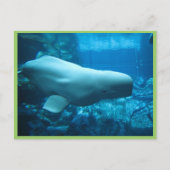 かわいい 遊び好きな ベルーガ イルカ ジョージア州の水族館で ポストカード (正面)