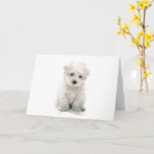 かわいいBichon Friseの挨拶状 カード (黄色い花)