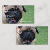 かわいいBullmastiff 名刺 (正面/裏面)