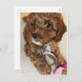 かわいいCockapooの子犬の郵便はがき シーズンポストカード (正面/裏面)