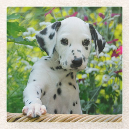 かわいいDalmatian犬のかわいい子犬の写真、テーブル装飾 ガラスコースター (正面)