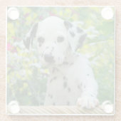 かわいいDalmatian犬のかわいい子犬の写真、テーブル装飾 ガラスコースター (裏面)