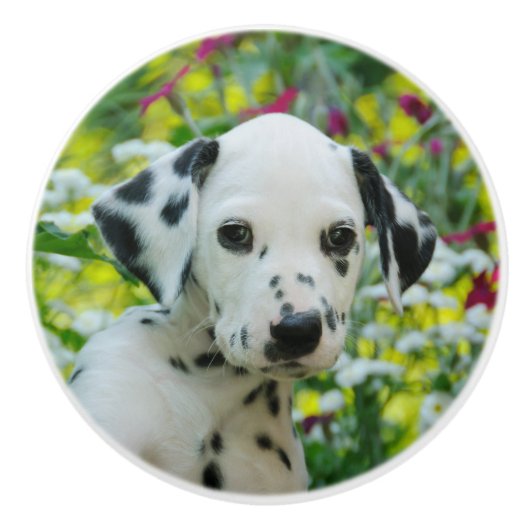 かわいいDalmatian犬の装飾的なかわいい子犬のポートレート セラミックノブ (正面)