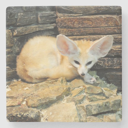 かわいいfennecの孤 ストーンコースター (正面)