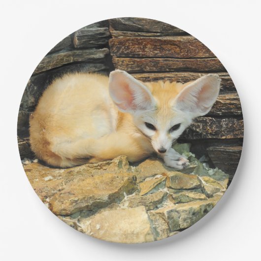 かわいいfennecの孤 ペーパープレート (正面)