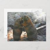 かわいいmarmotのカップルが付いている郵便はがき ポストカード (正面/裏面)