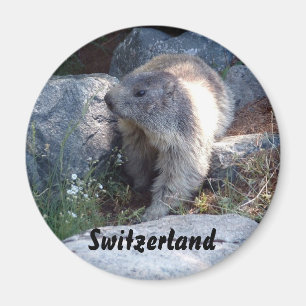 かわいいmarmotスイス連邦共和国 マグネット