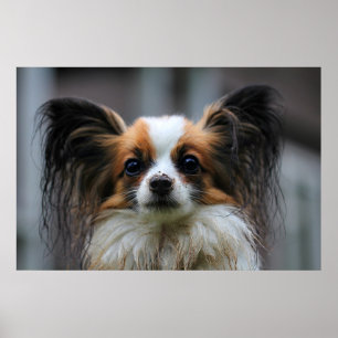 かわいいpapillon犬 ポスター