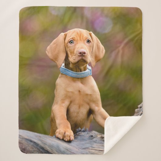 かわいいpuppyeyedハンガリー人のVizsla犬の子犬の写真。 シェルパブランケット (正面)