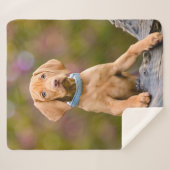 かわいいpuppyeyedハンガリー人のVizsla犬の子犬の写真。 シェルパブランケット (正面(横))