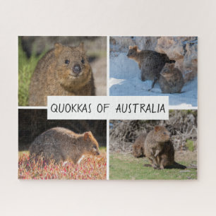 かわいいQuokka動物の野生動物オーストラリア, 520個 ジグソーパズル