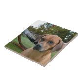 かわいいRhodesian Ridgeback タイル (側面)