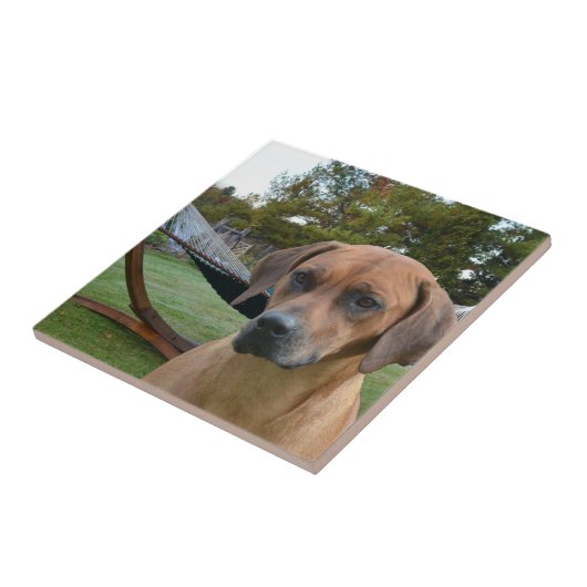 かわいいRhodesian Ridgeback タイル (側面)