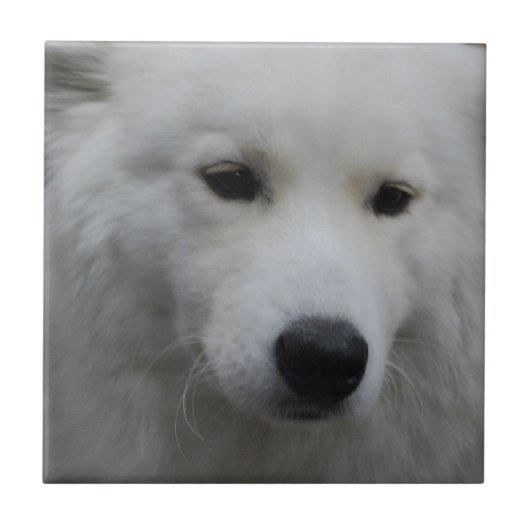 かわいいSamoyedのタイル タイル (正面)