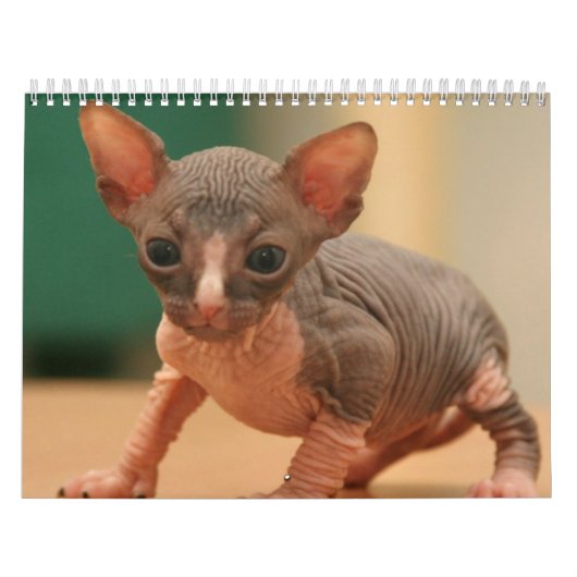 かわいいsphynxの子ネコが付いているカレンダー カレンダー (カバー)