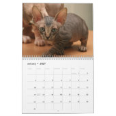 かわいいsphynxの子ネコが付いているカレンダー カレンダー (1月 2027)
